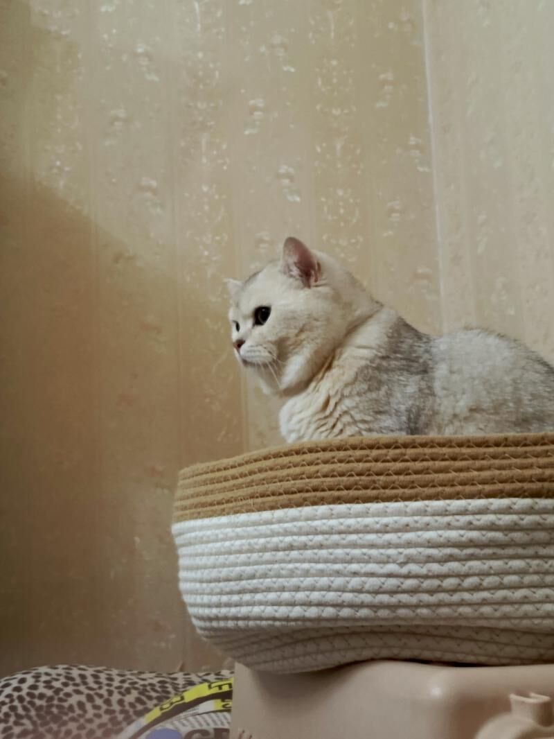 кот - Ашхабад - img 6