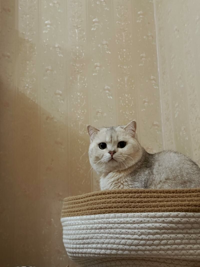 кот - Ашхабад - img 2