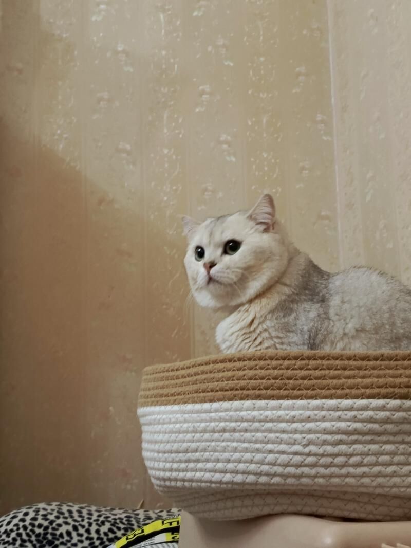 кот - Ашхабад - img 5