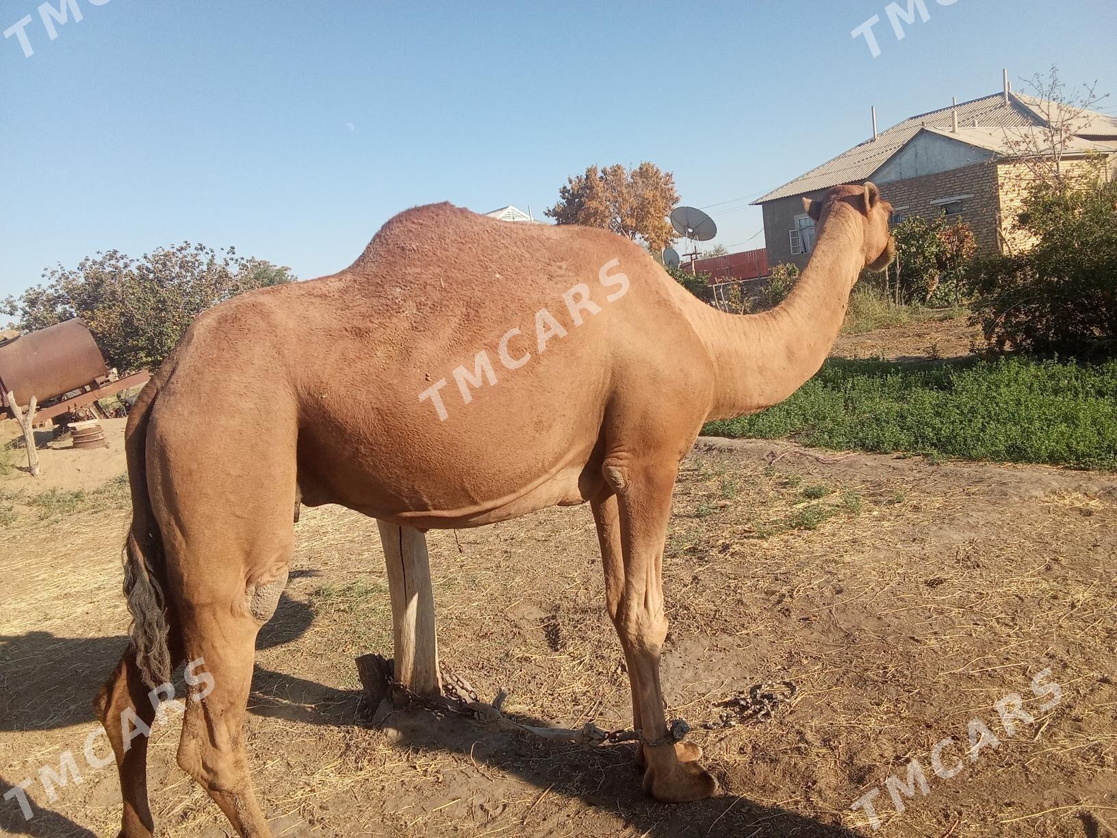 köşekli düye - Сакарчага - img 2