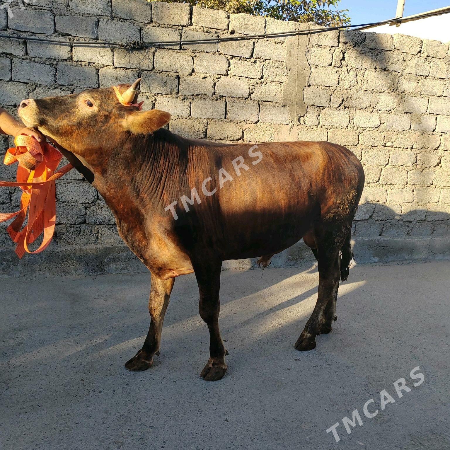 Okiz - Aşgabat - img 2