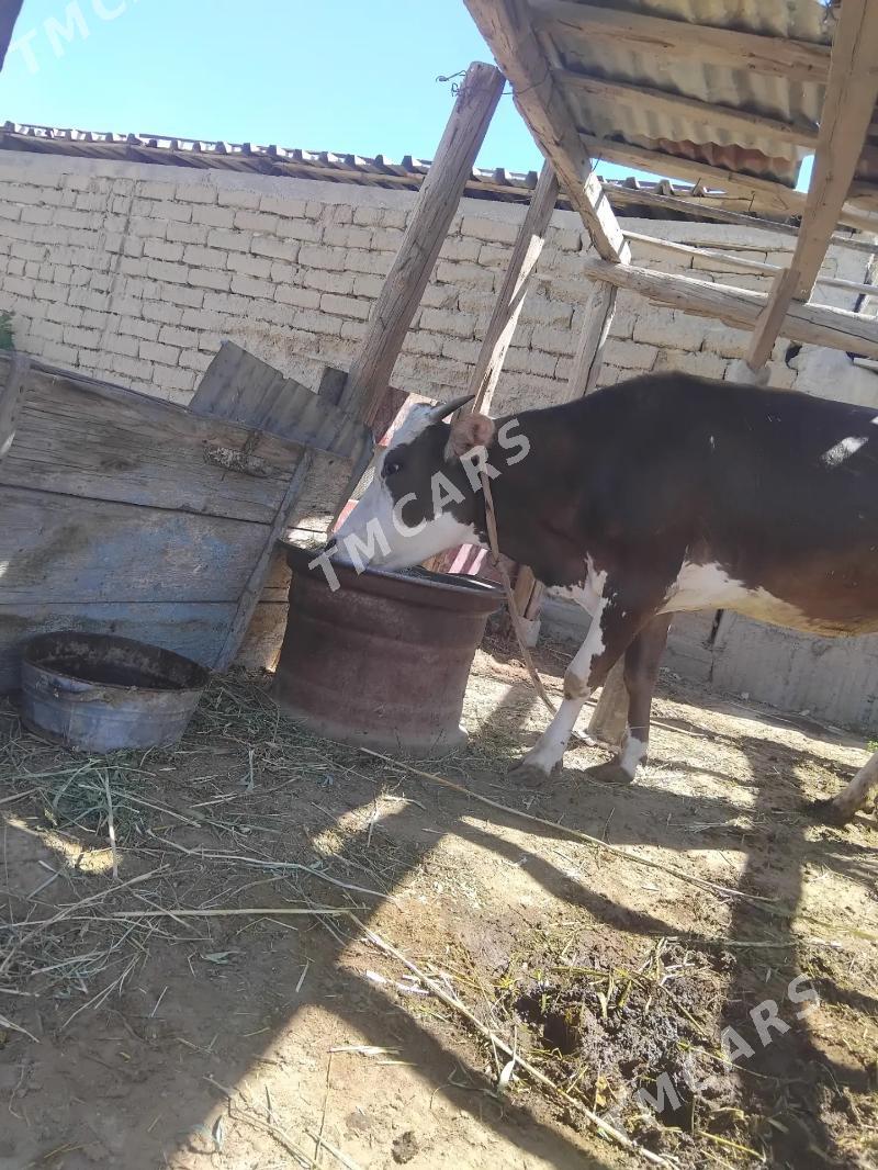 Boğaz sygyr - Gökdepe - img 1
