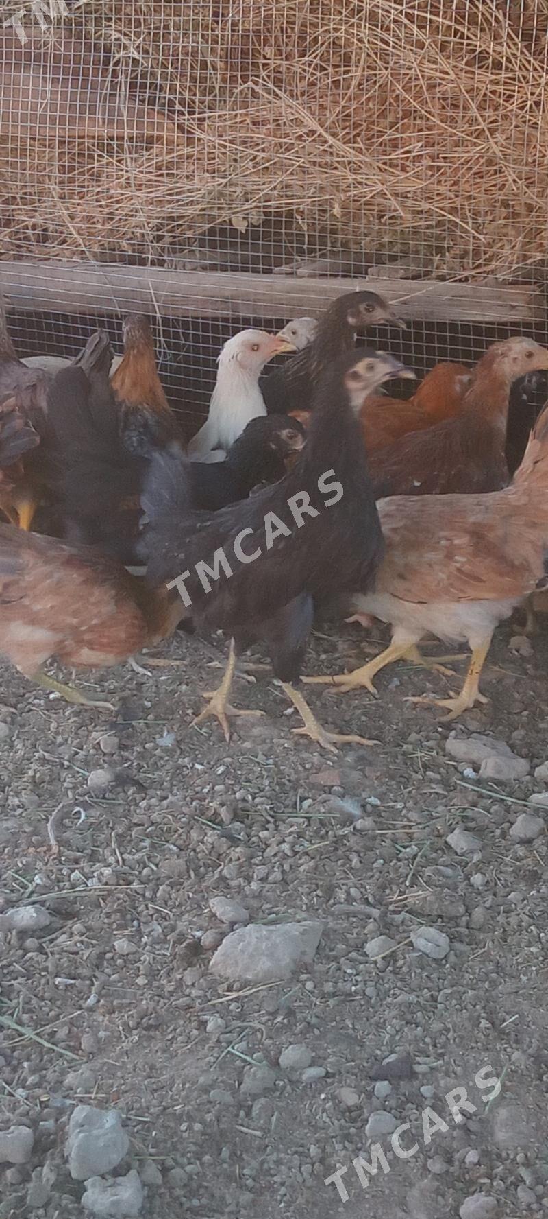 Kürk indukdan cykan - Sakarçäge - img 2