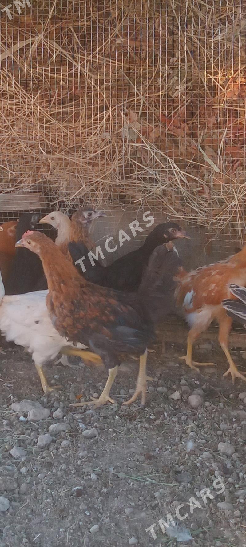 Kürk indukdan cykan - Sakarçäge - img 3