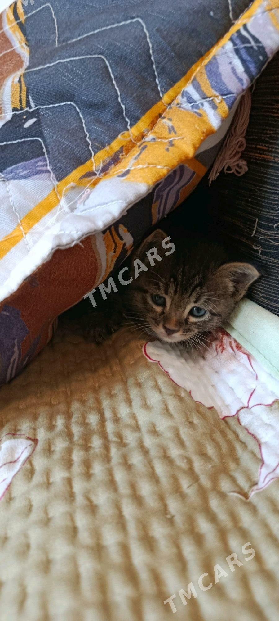 Котенок даром - Ашхабад - img 2