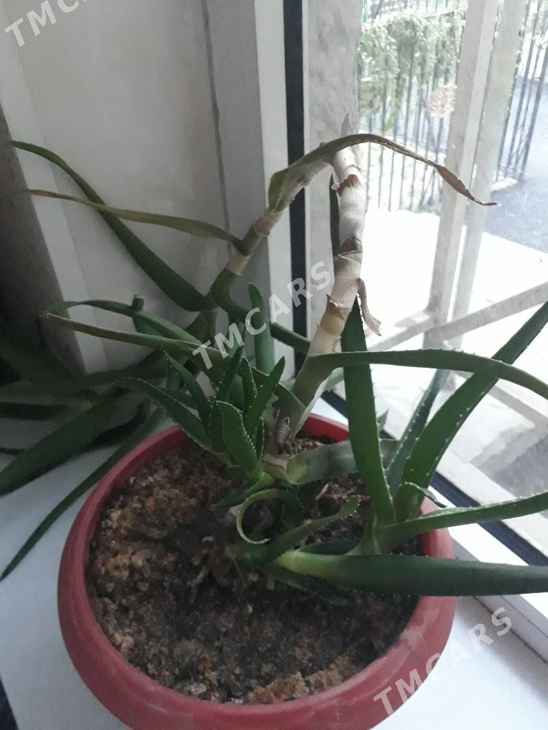 Aloe gvl - Мары - img 2