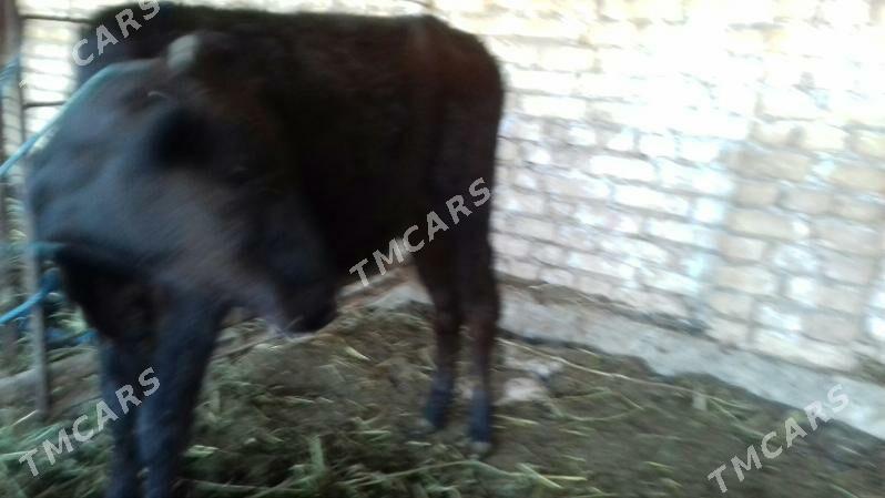 Unajyn - Çärjew - img 2