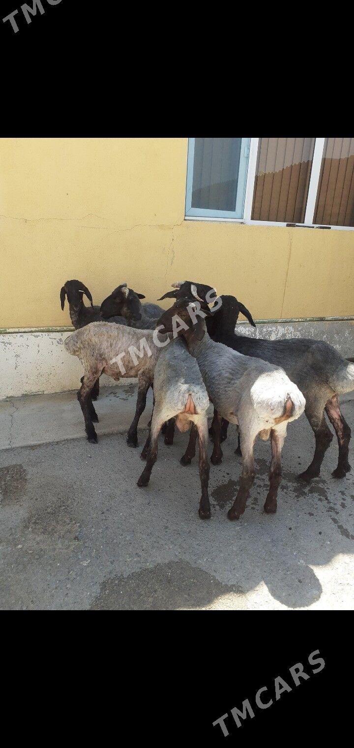 Tokli - Aşgabat - img 3