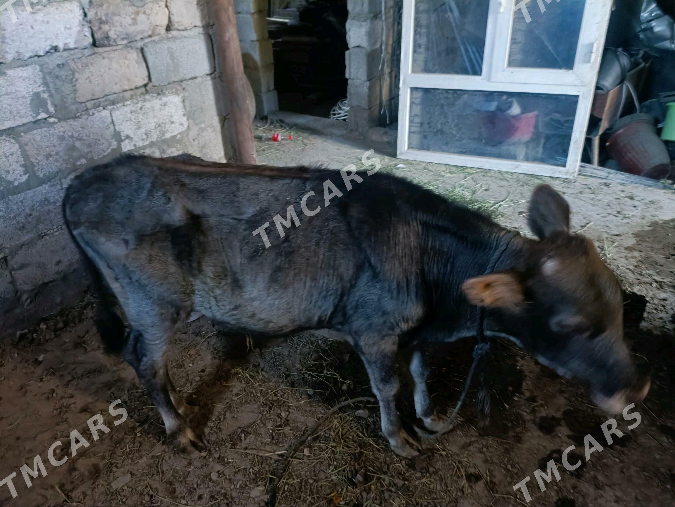 Öküzçe göle - Ашхабад - img 2