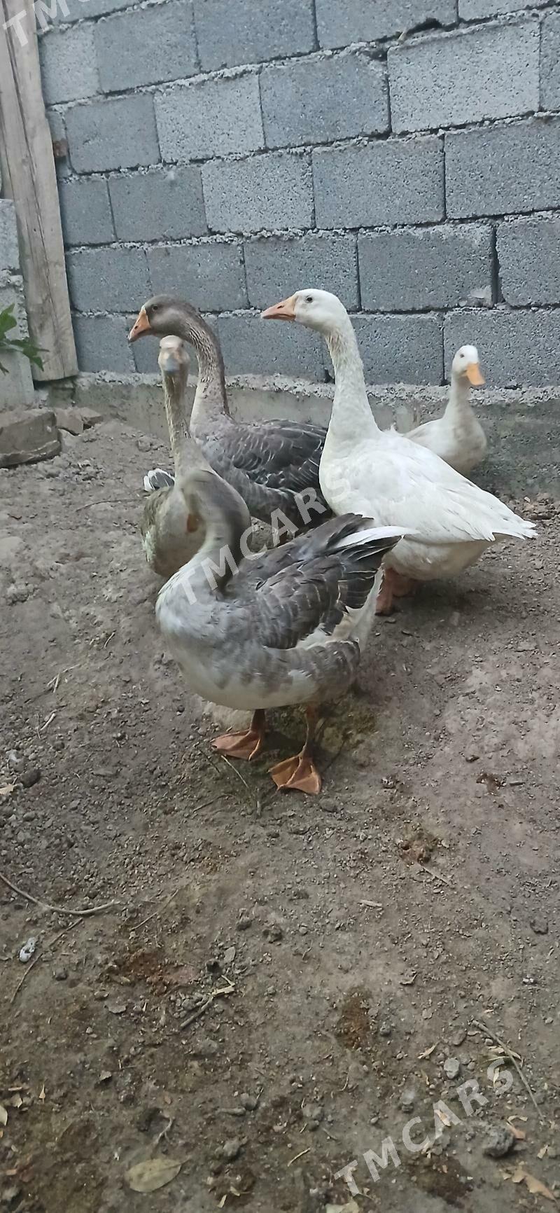 Gus 2erkek 2 maki - Ашхабад - img 2