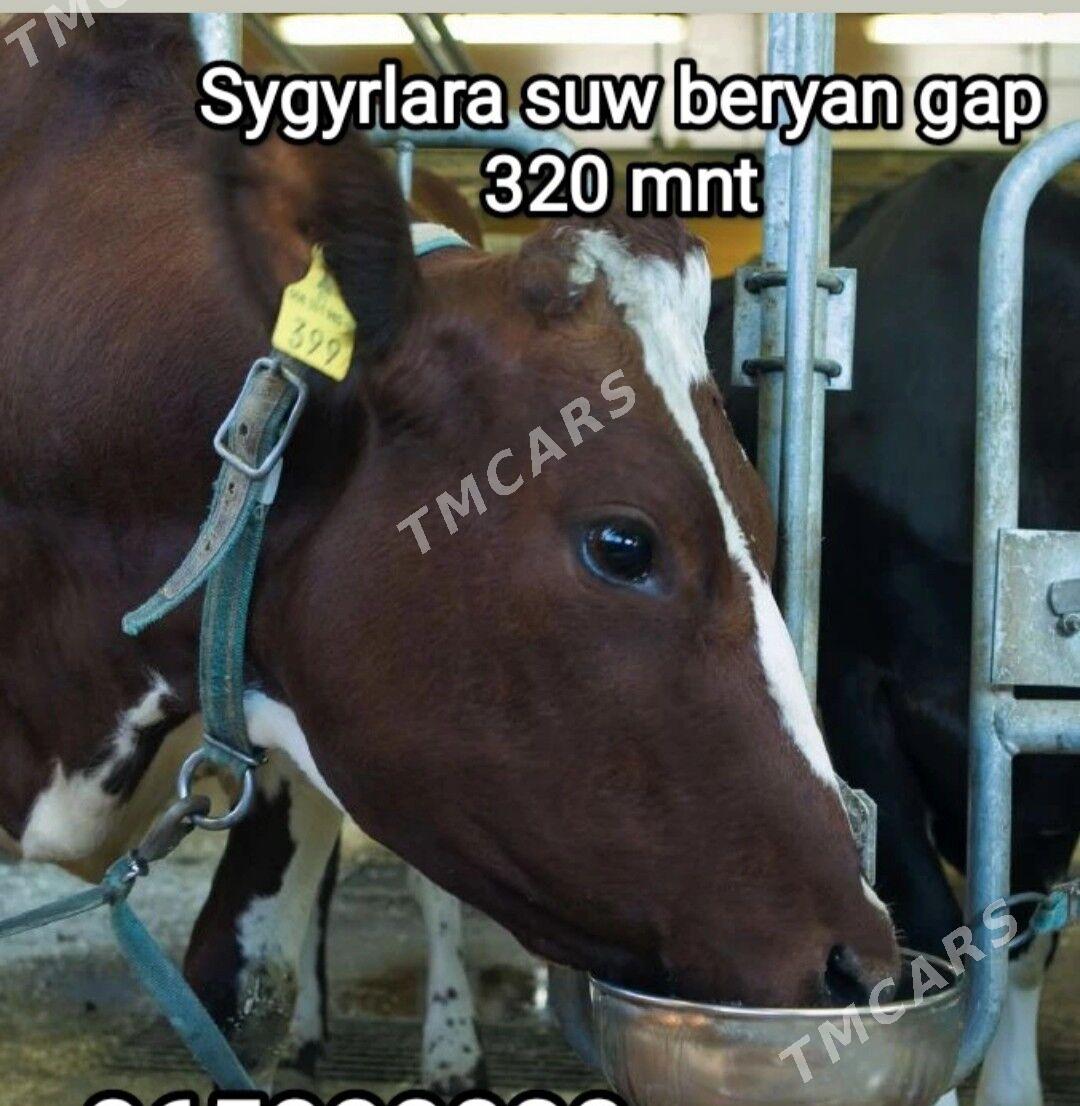 Sygyra suw berýän gap - Туркменабат - img 4