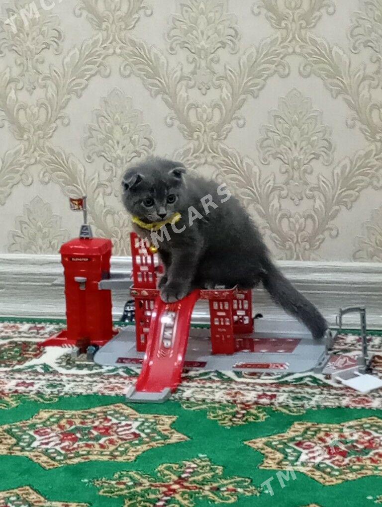 Шотландский вислоухий котенок - Ашхабад - img 2