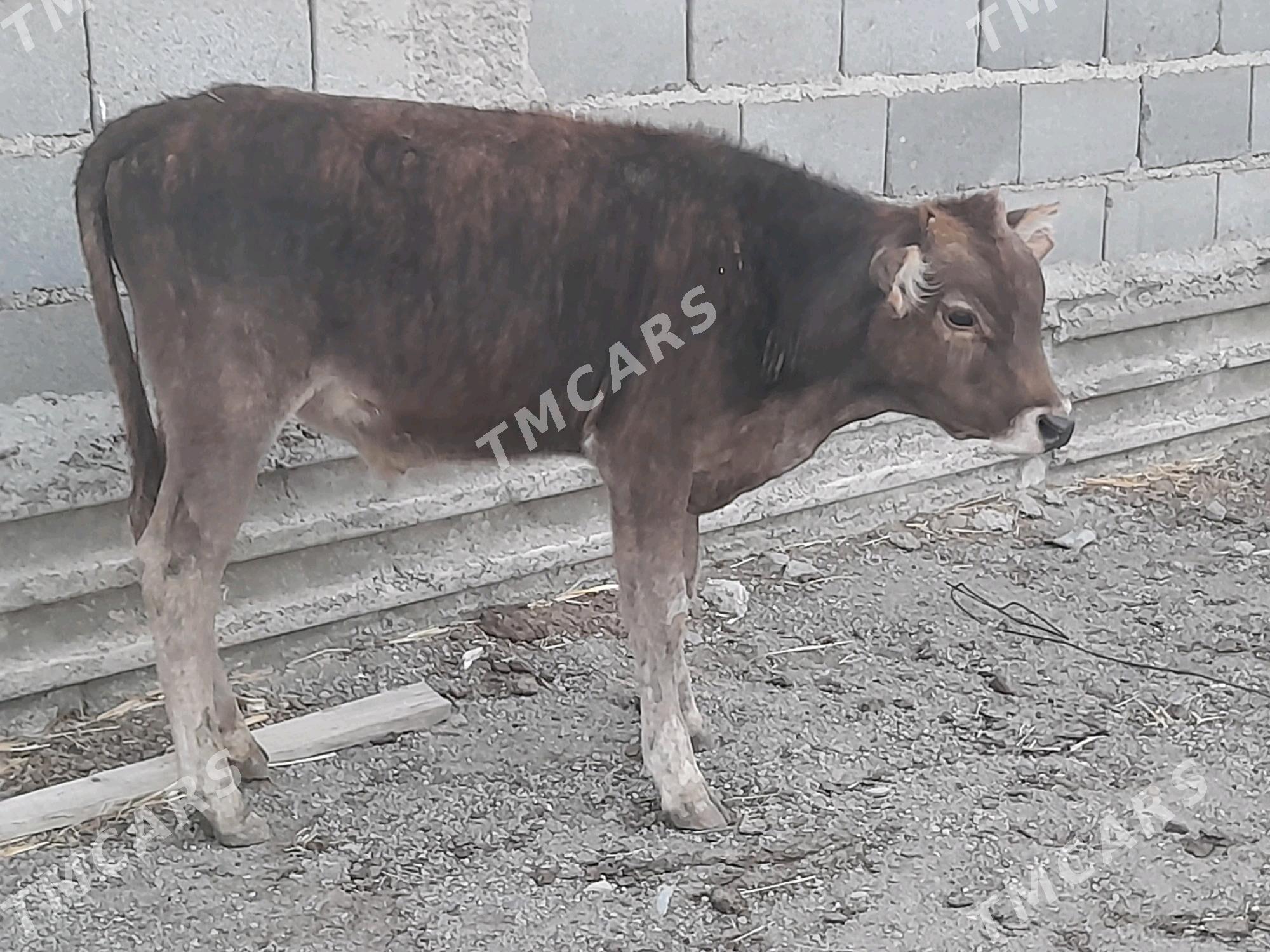 2 goleli sygyr - Gyzylarbat - img 3