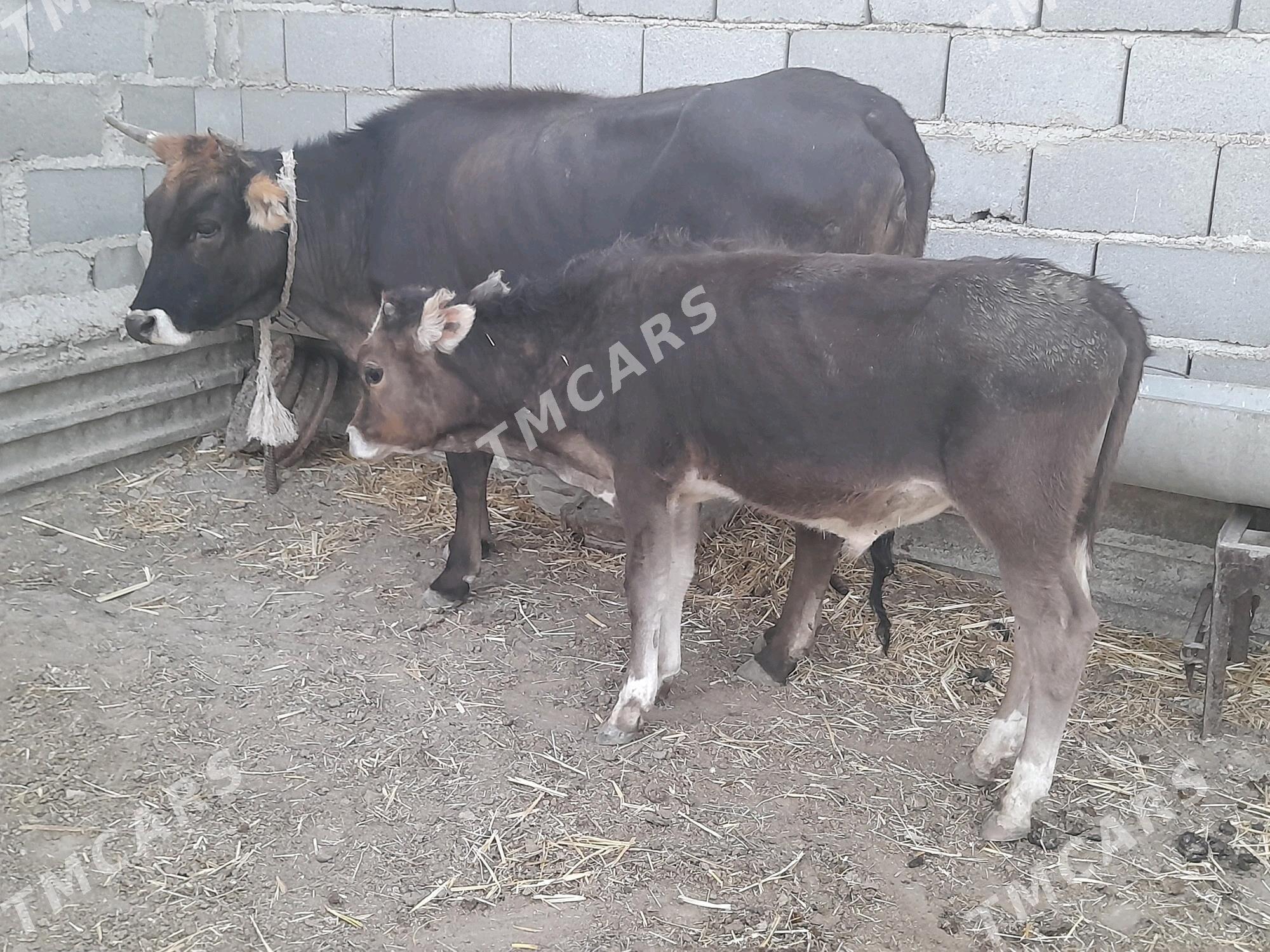 2 goleli sygyr - Gyzylarbat - img 4