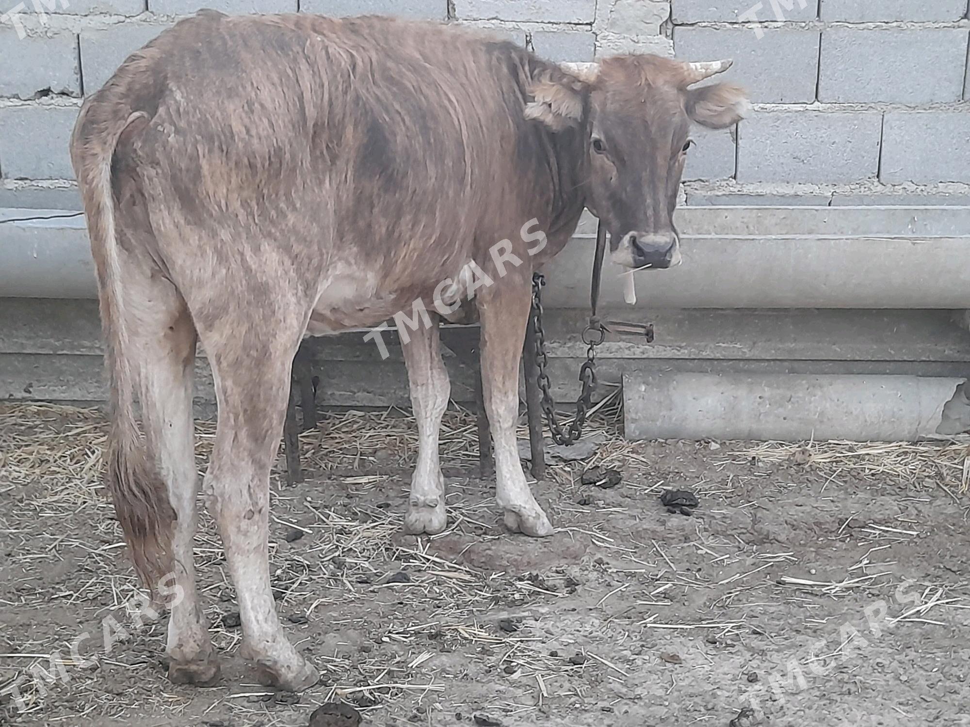 2 goleli sygyr - Gyzylarbat - img 2