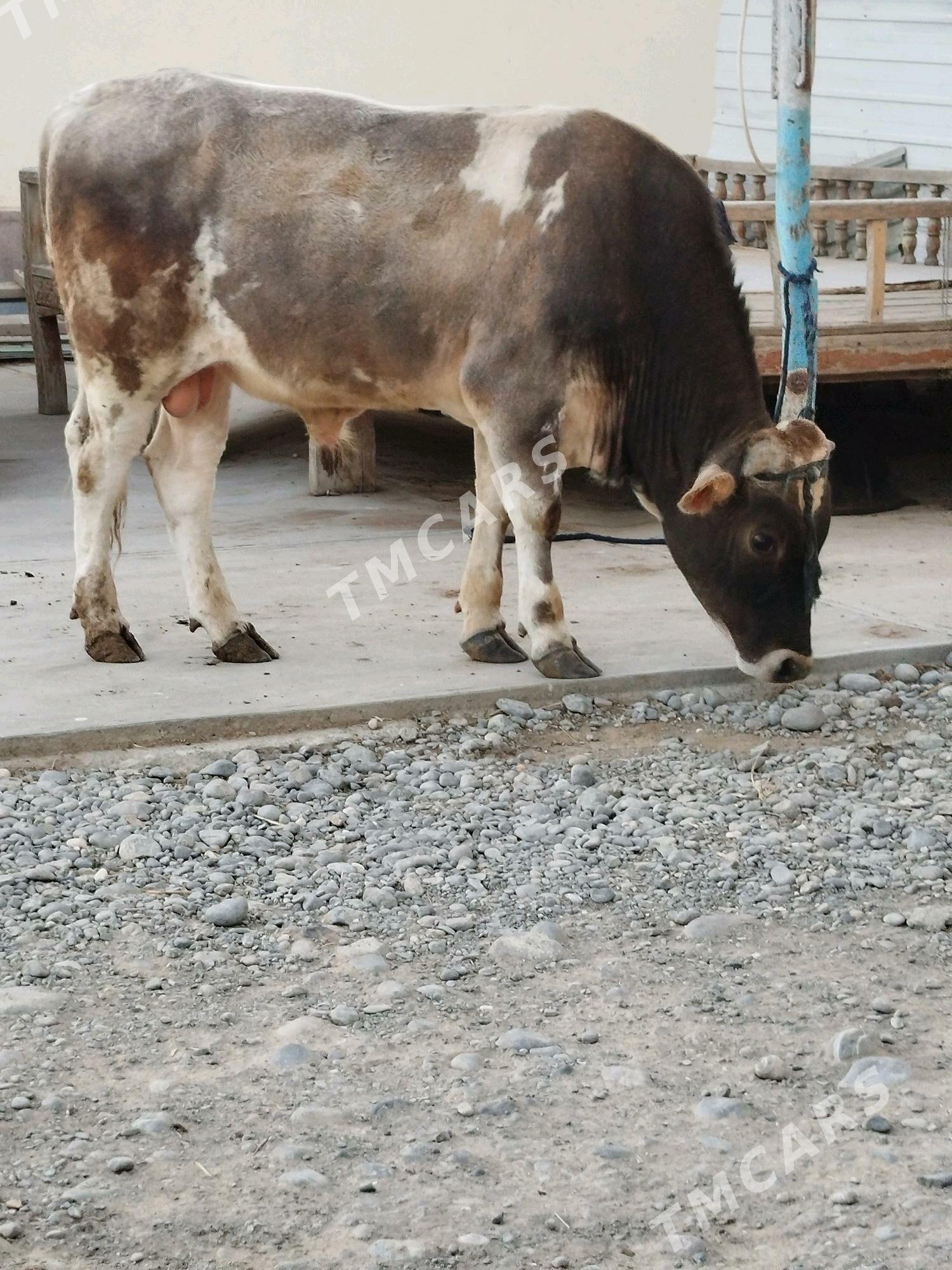 okuz - Çoganly - img 2