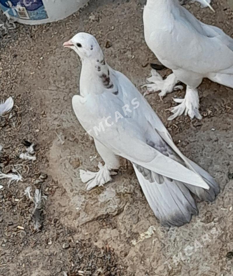kepderi - Hitrowka - img 6
