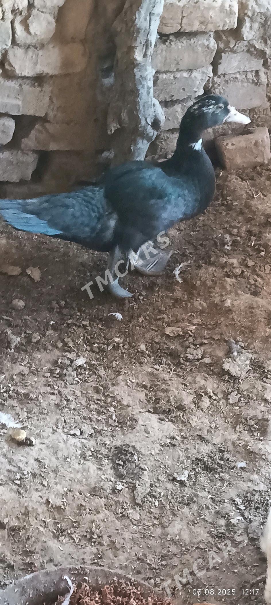 ordek - Wekilbazar - img 2