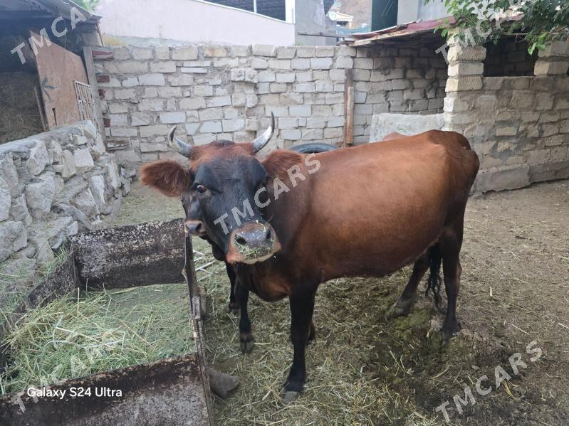 Sygyr - Türkmenbaşy - img 3