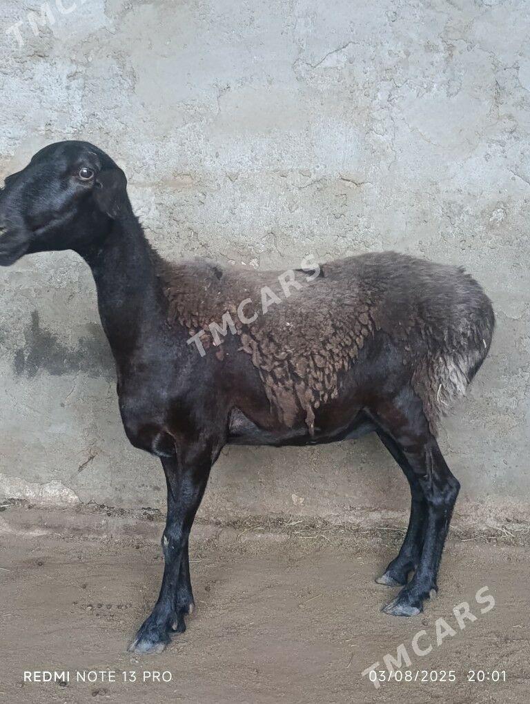 Gissar Goyun - Büzmeýin - img 2