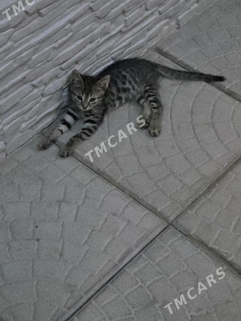 кот - 30 мкр - img 3