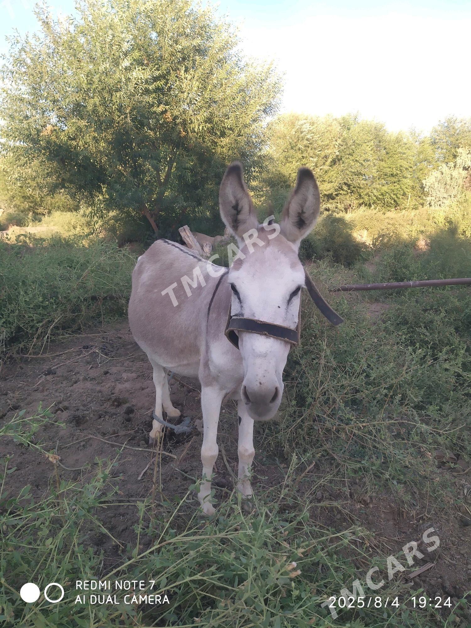 Eşek - Gubadag - img 3