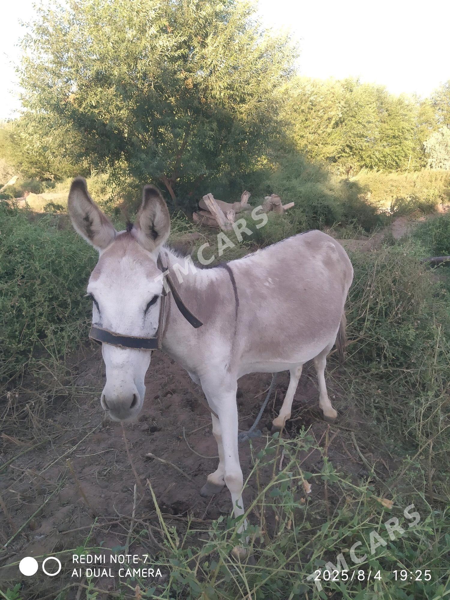Eşek - Gubadag - img 2
