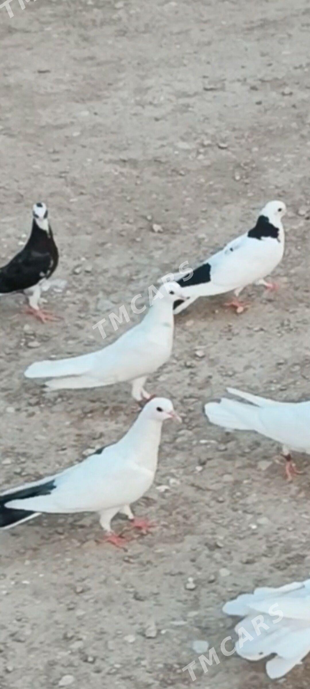 kepderi - Balkanabat - img 2