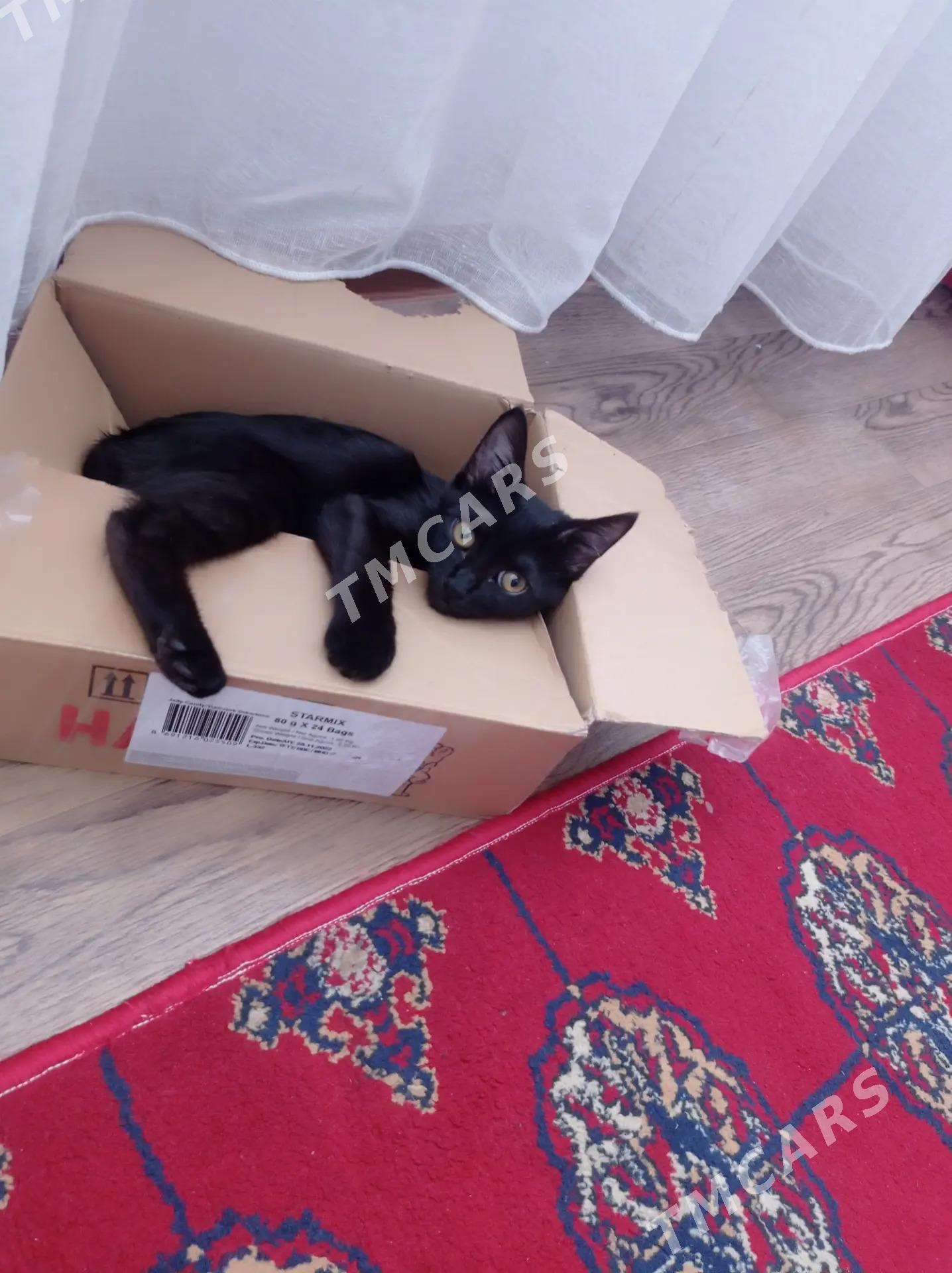 кошка - Мары - img 2