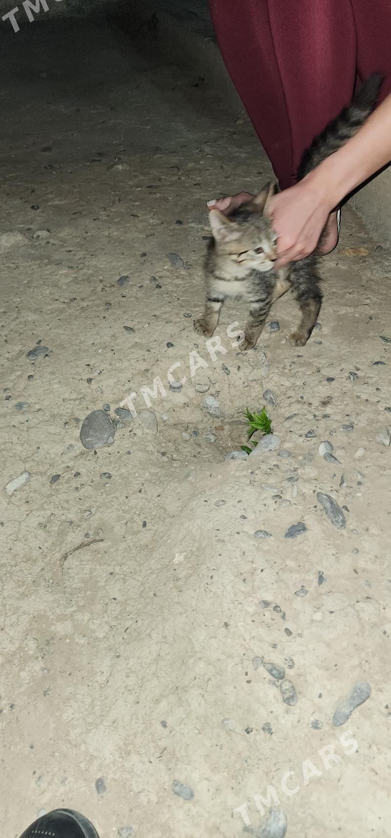 Котенок мальчик в добрые руки - Aşgabat - img 2