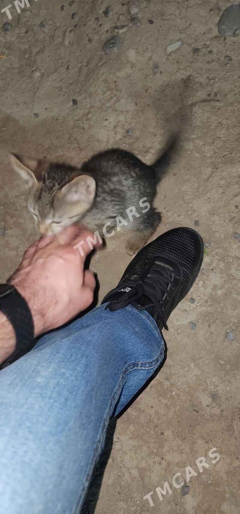 Котенок мальчик в добрые руки - Aşgabat - img 3