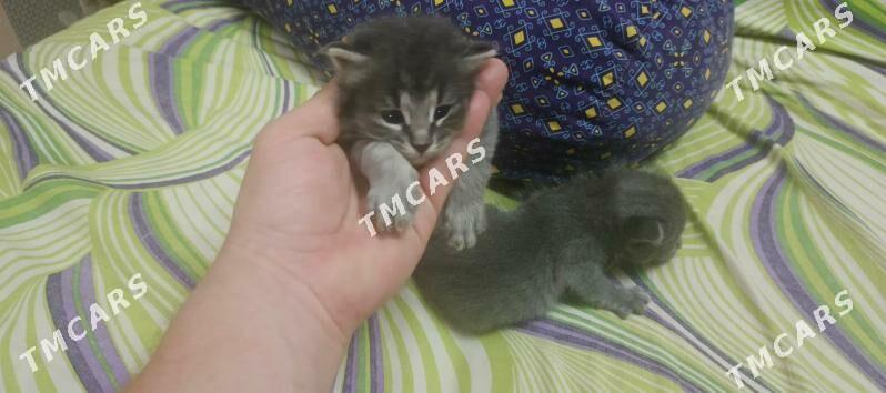 котята девочка и мальчик - Mary - img 2