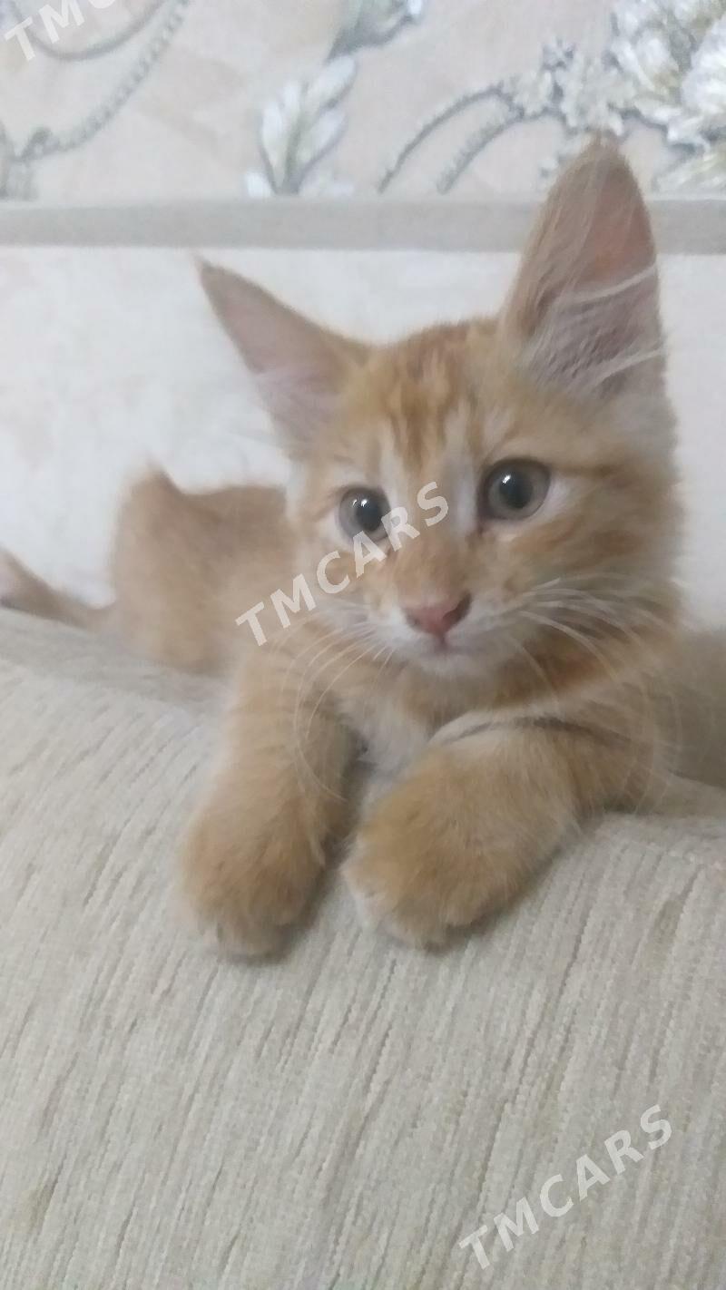 Маленький котик - Daşoguz - img 2