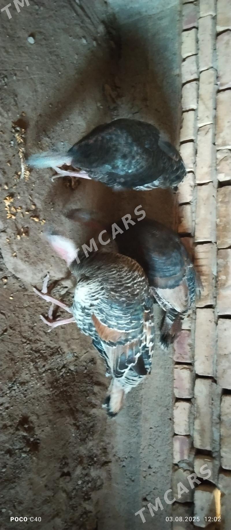 induklar - Şabat etr. - img 2