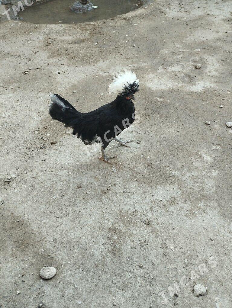AK telpek horaz - Balkanabat - img 3