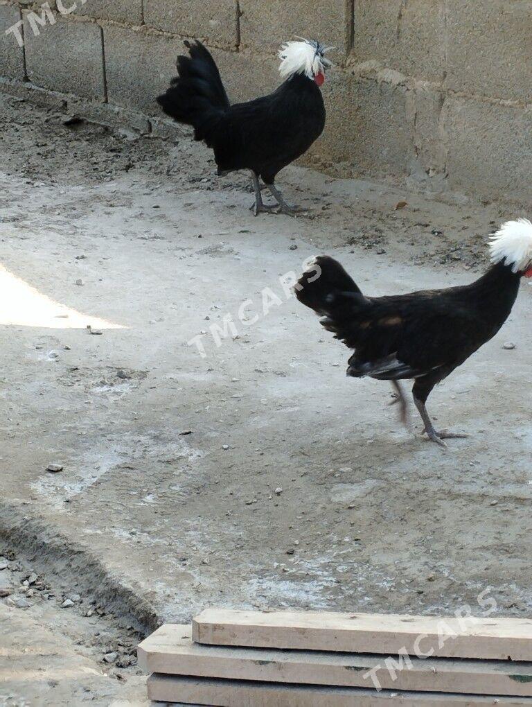 AK telpek horaz - Balkanabat - img 2