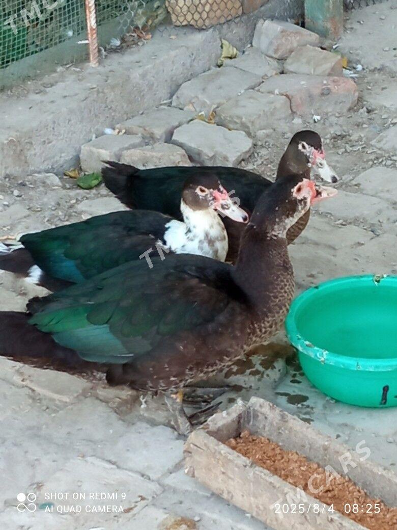 satlyk ördek - Türkmenabat - img 3