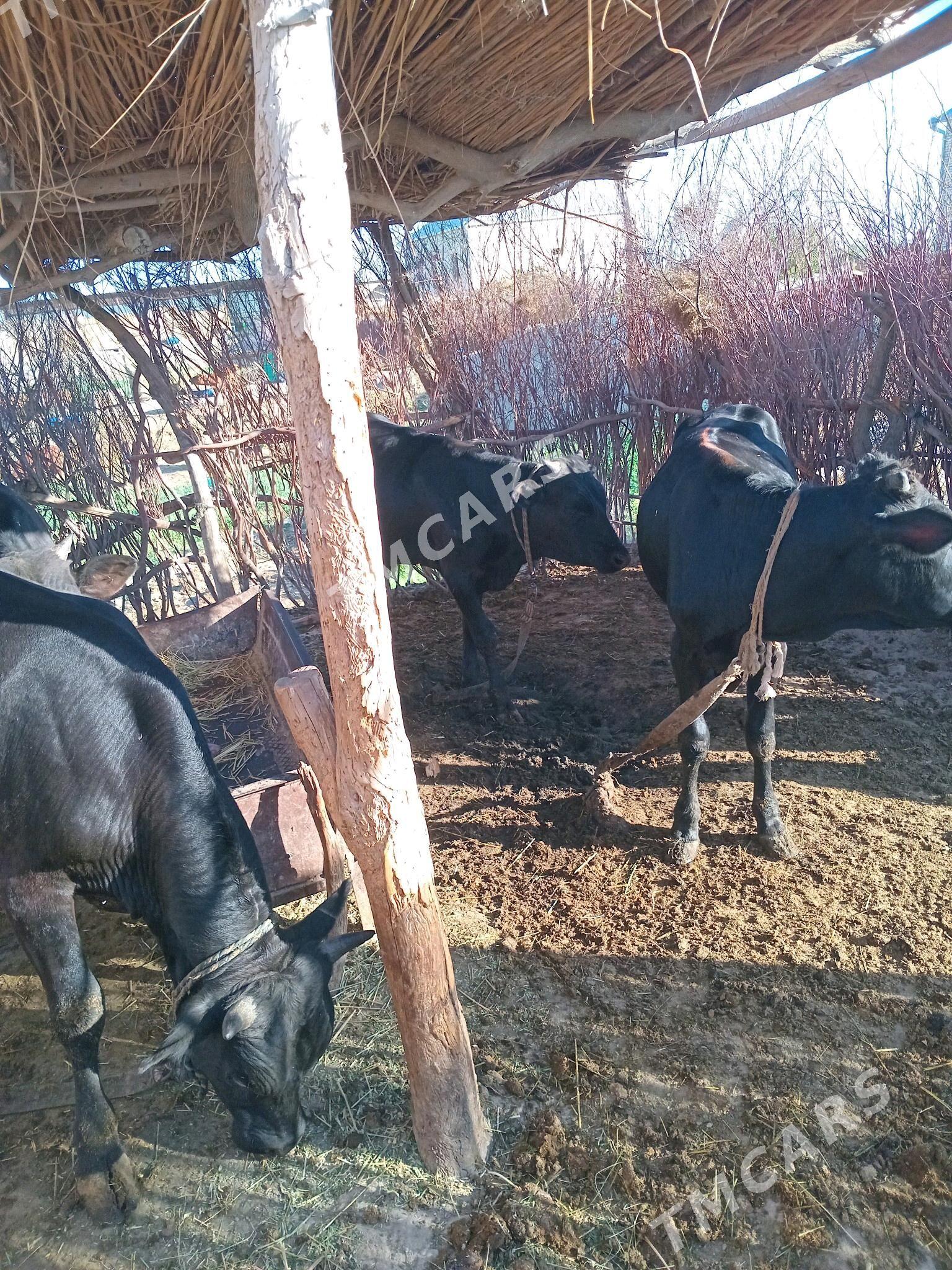öküzçe - Sakarçäge - img 2