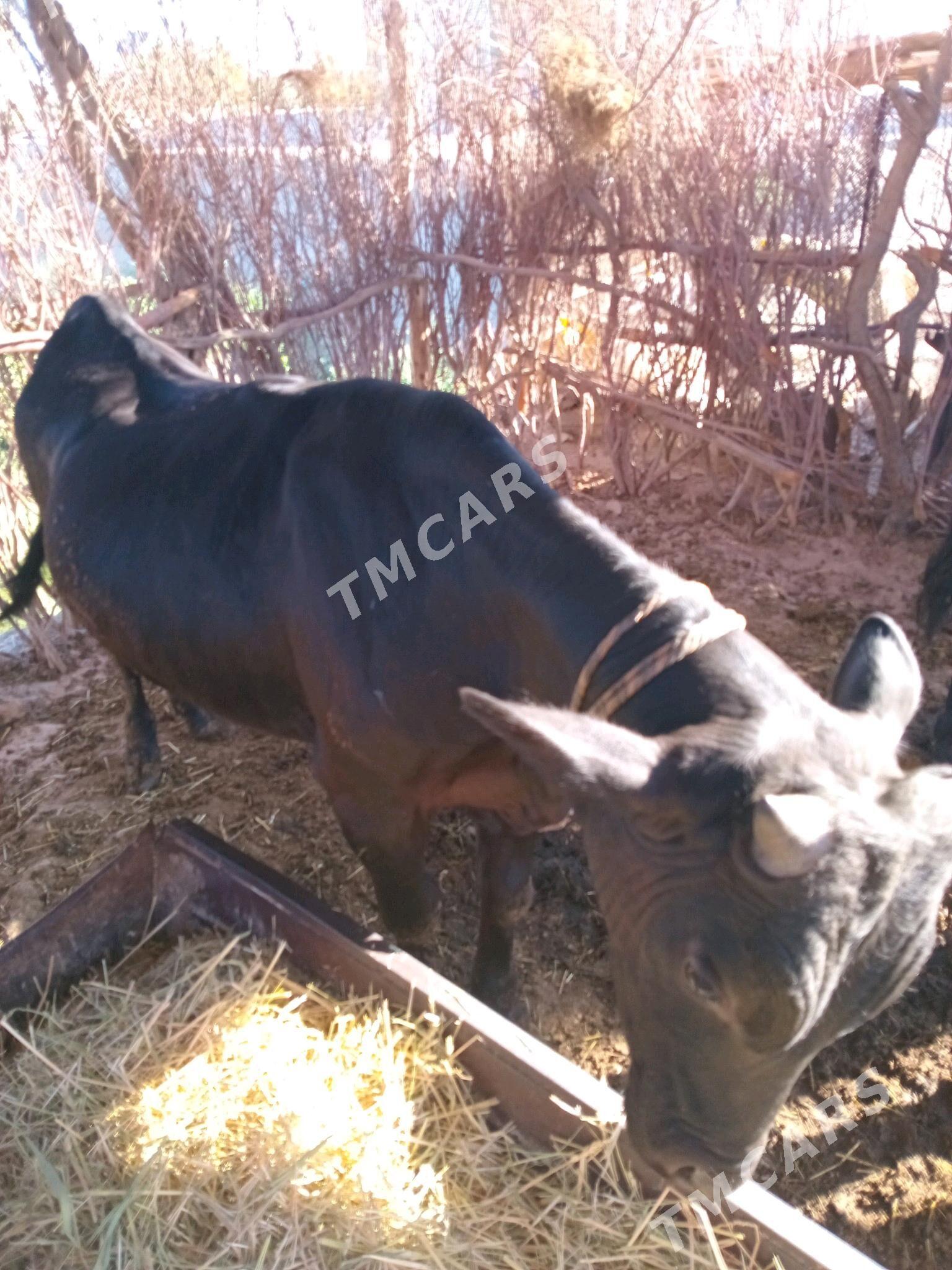 öküzçe - Sakarçäge - img 3
