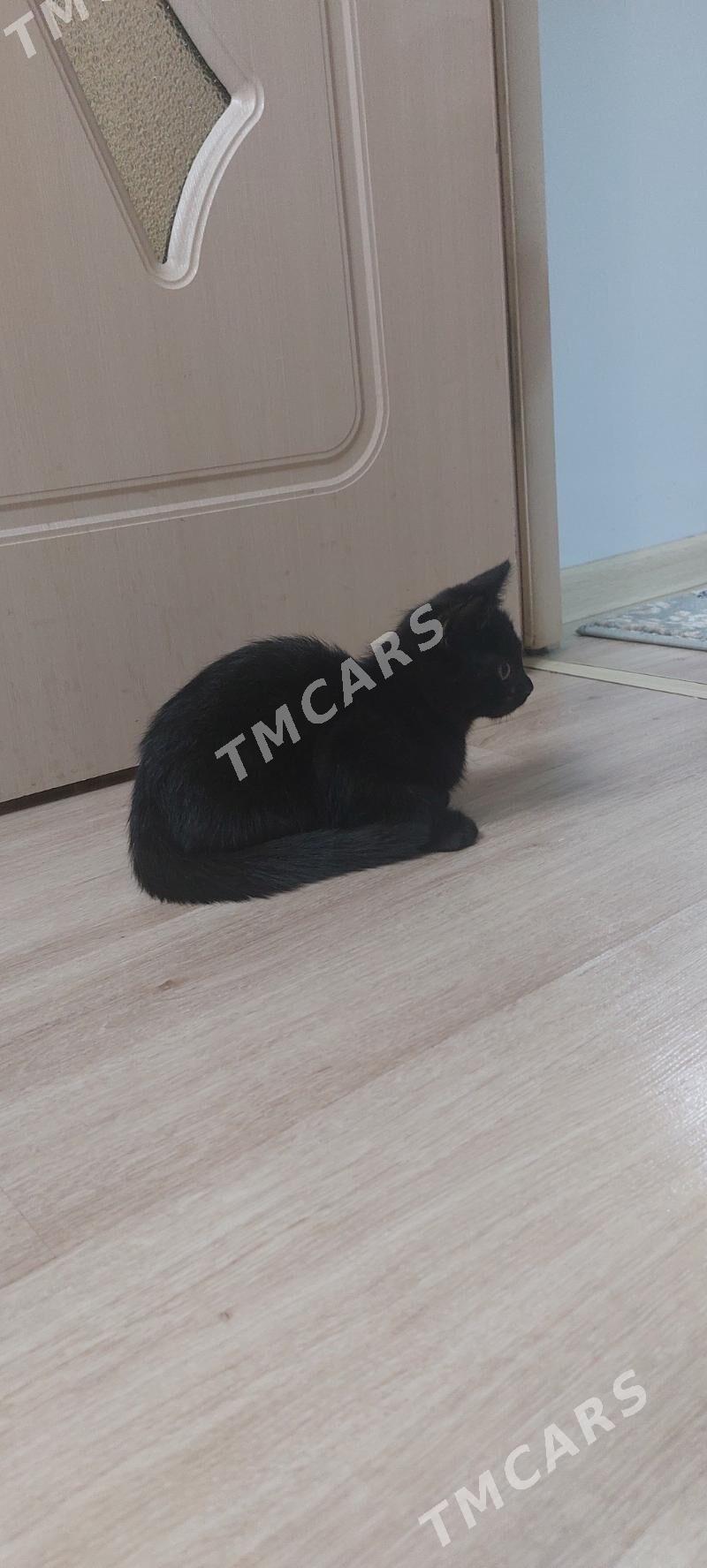 Arassa domaşny pişik - 6 mkr - img 2