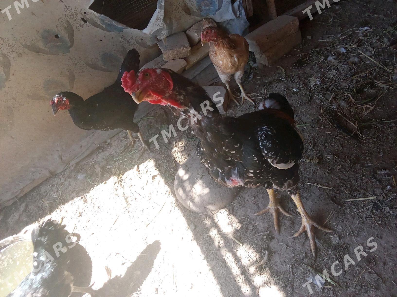 horaz - Şabat etr. - img 4