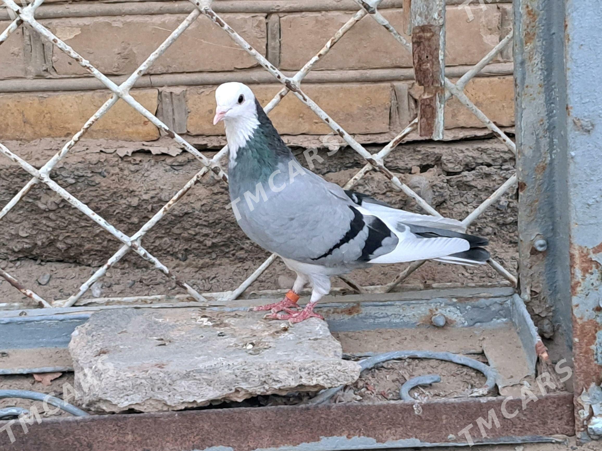 Kepderi - Mary - img 2