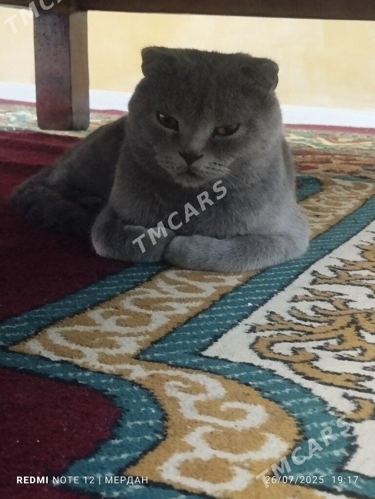 шотландский вислоуха кот - Фарап - img 2