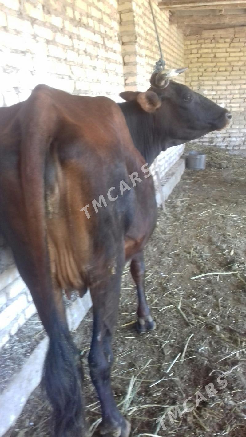 ýetik Bogaz sygyr - Çärjew - img 3