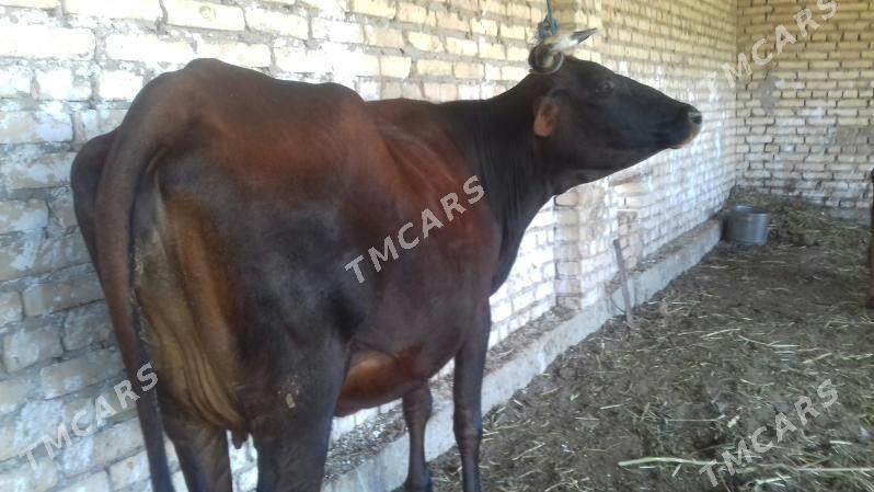 ýetik Bogaz sygyr - Çärjew - img 2