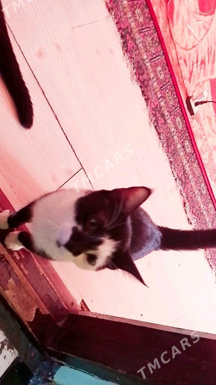 Pishikler - Дашогуз - img 2