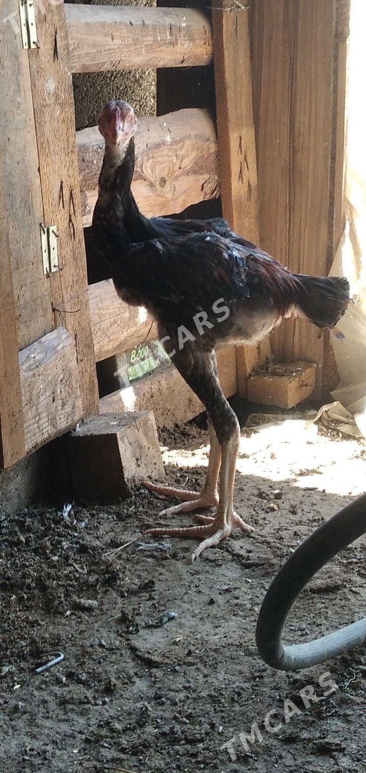 horaz taśkent jujen - Ашхабад - img 2