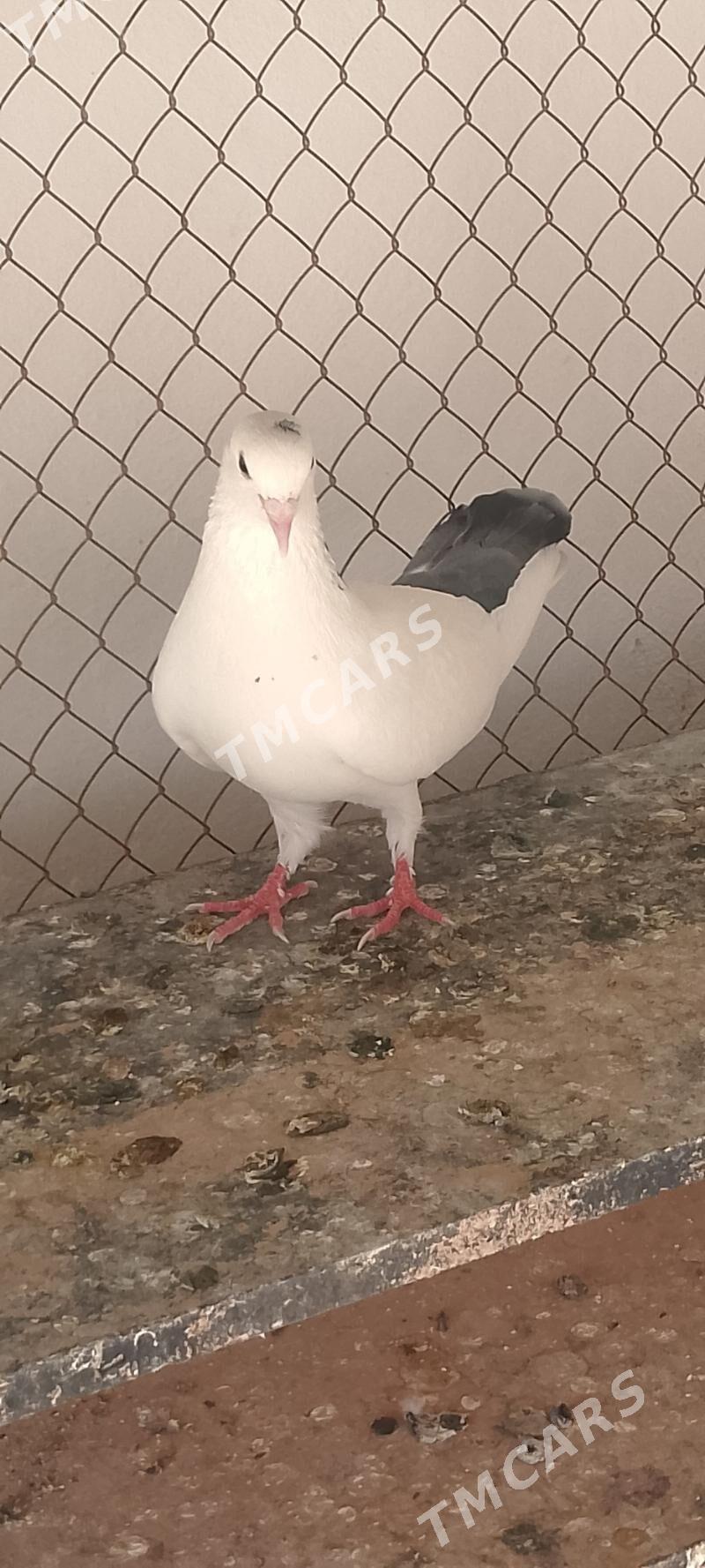 kepderi - Çoganly - img 2