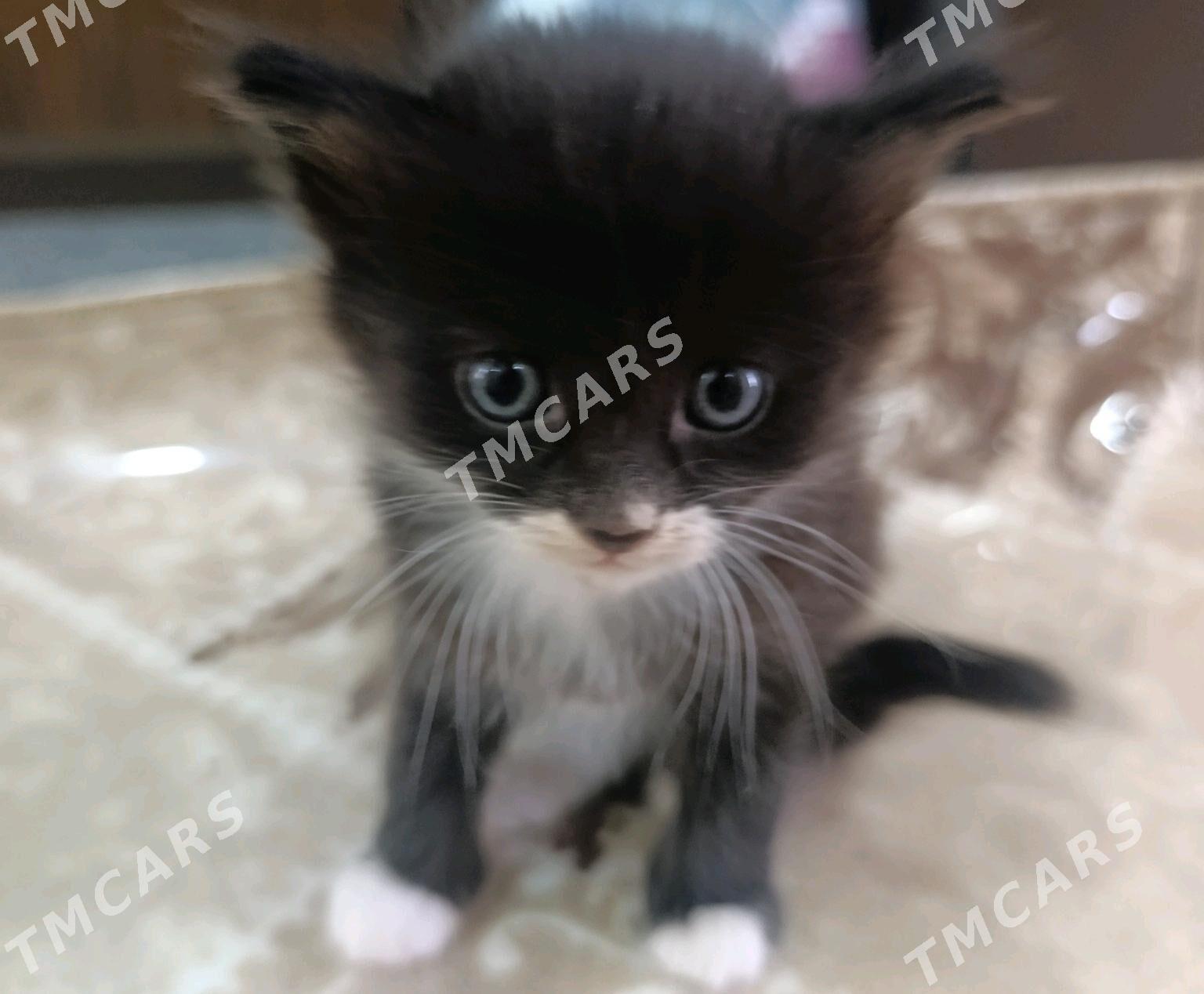 котята в добрые ручки - Туркменбаши - img 2