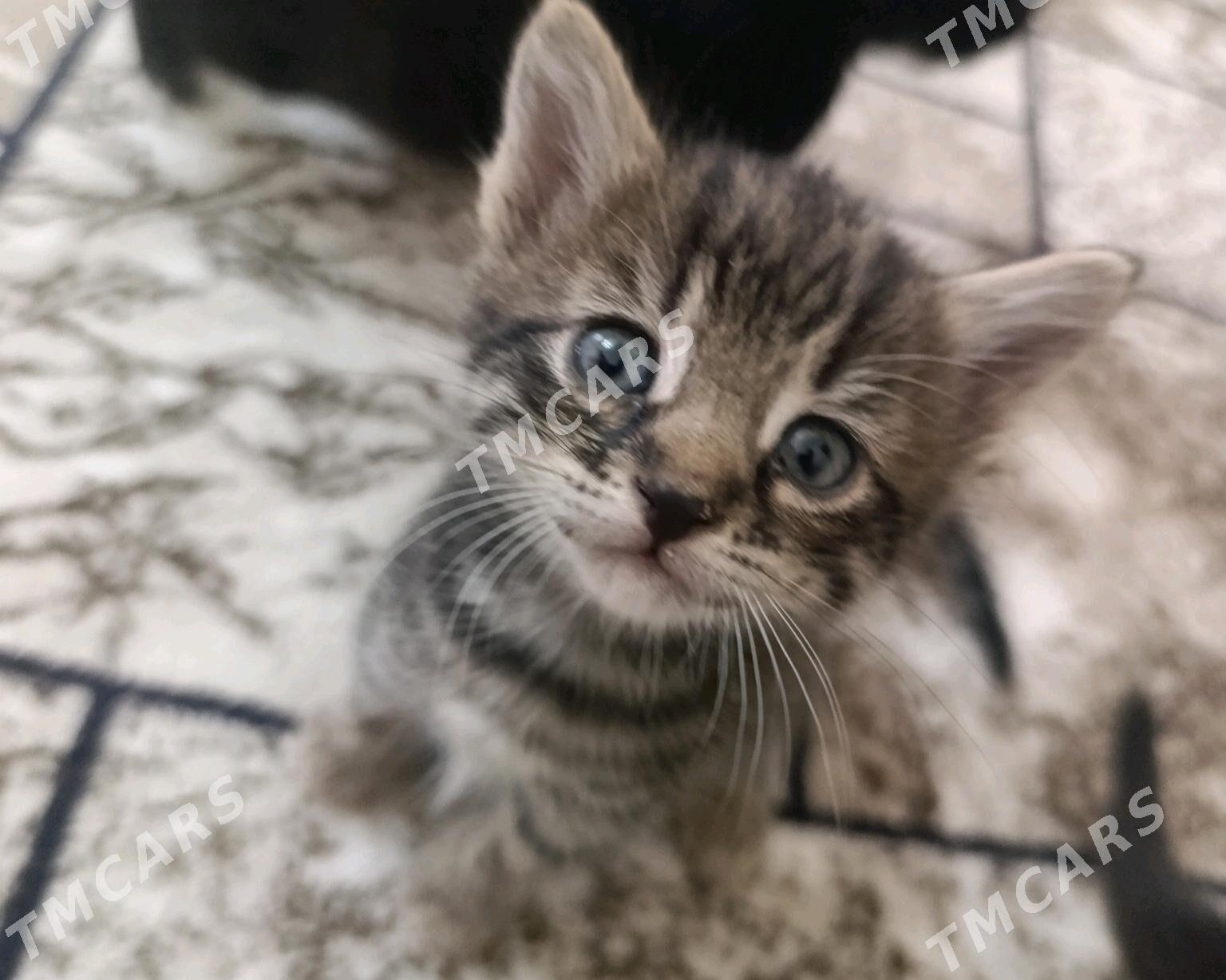 котята в добрые ручки - Туркменбаши - img 3